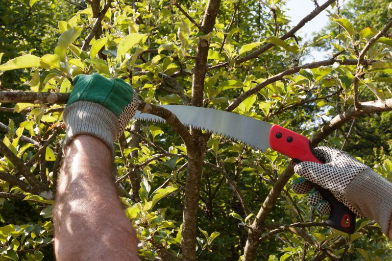 Beech Tree Pruning in Allentown, PA