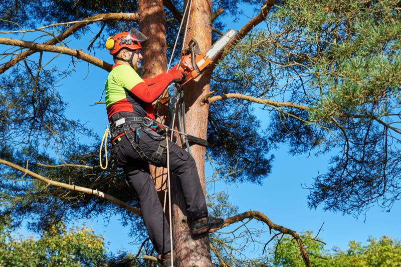 Canopy Pruning in Allentown, PA