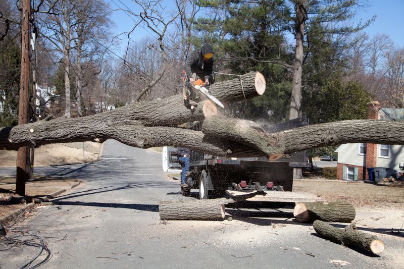 Dead Tree Removal in Pottstown, PA