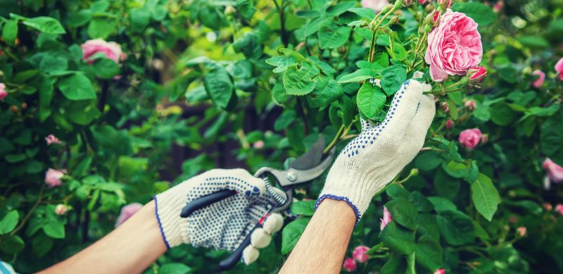 Rose Bush Pruning in Aiken, SC
