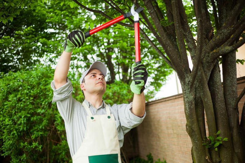Apple Tree Pruning in Doylestown, PA