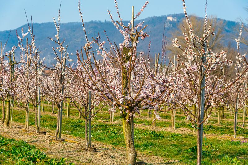 Apple Tree Pruning in Aiken, SC