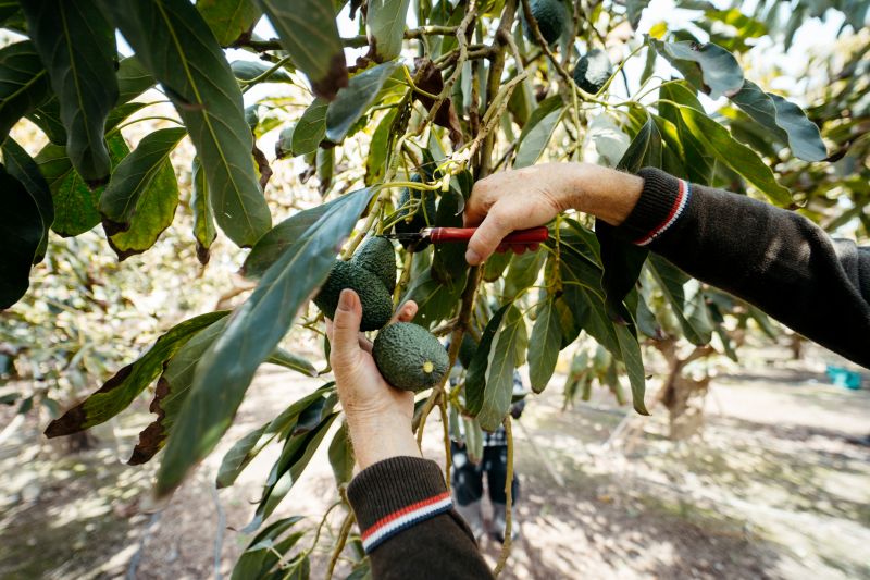 Apple Tree Pruning in Allentown, PA