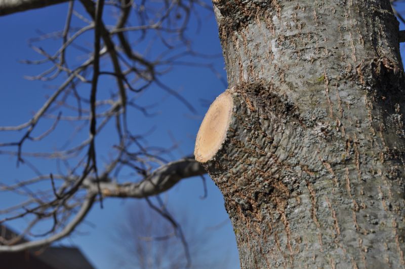 Beech Tree Pruning in Allentown, PA