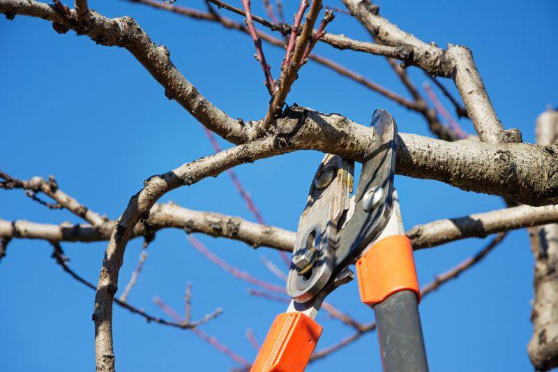 Beech Tree Pruning in Pottstown, PA