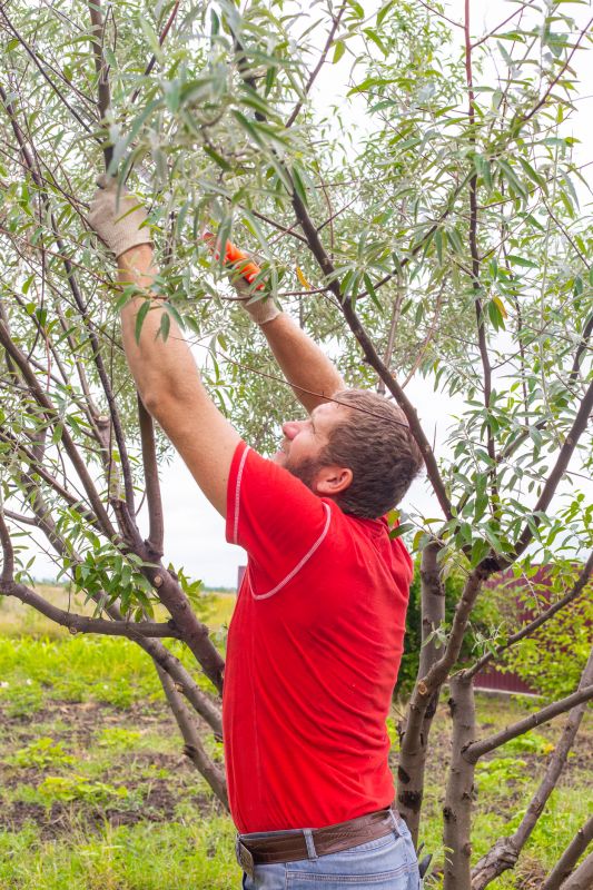 Birch Tree Pruning in Pottstown, PA