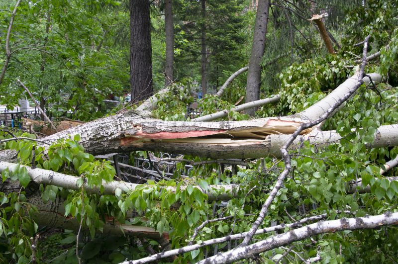 Birch Tree Removal in Reno, NV