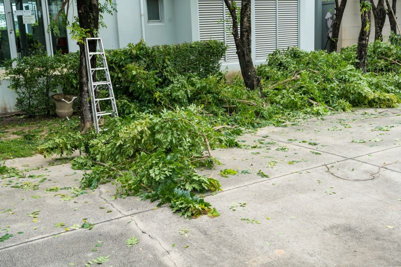 Birch Tree Removal in Doylestown, PA