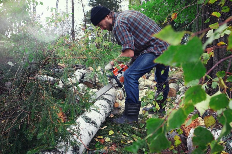 Birch Tree Removal in Pottstown, PA
