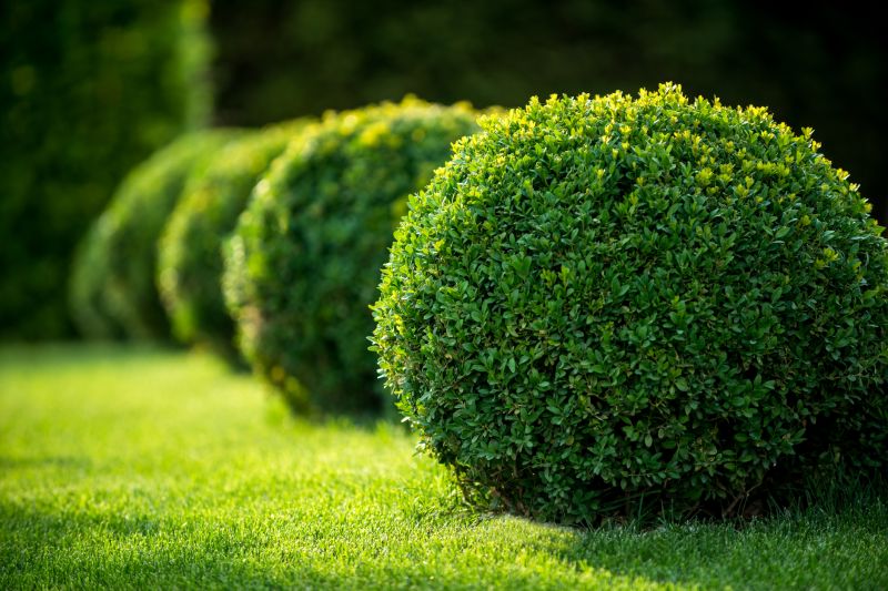 Boxwood Trimming in Rockwall, TX