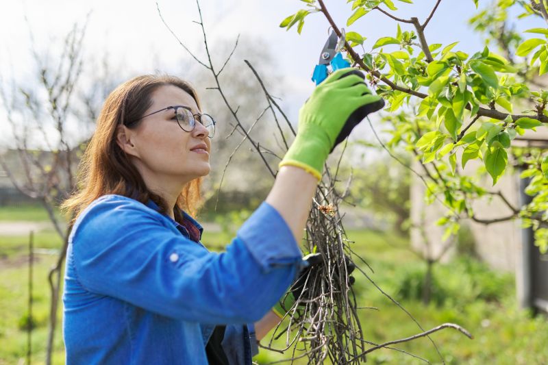 Bradford Pear Tree Pruning in San Jose, CA