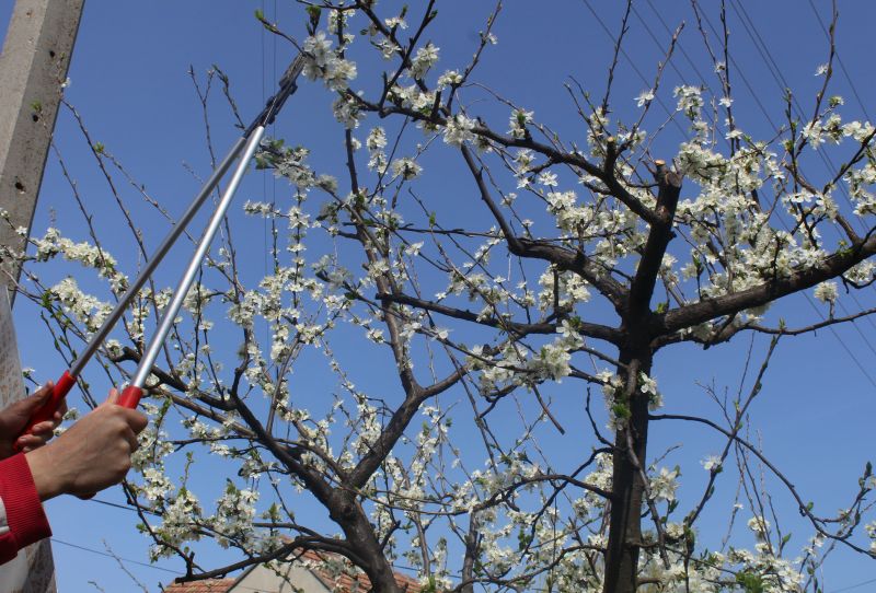 Bradford Pear Tree Pruning in Doylestown, PA