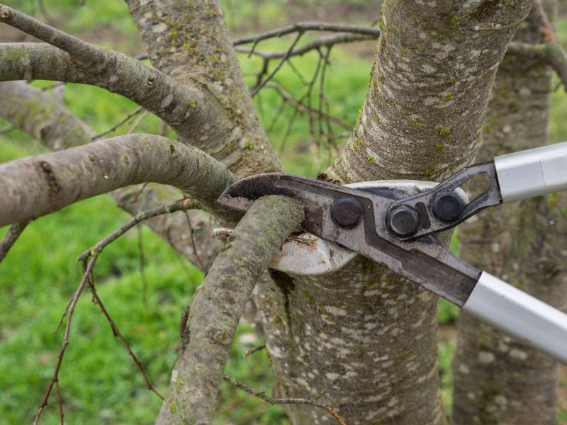 Branches Pruning in Doylestown, PA