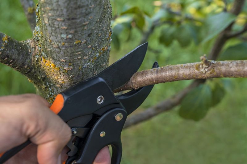 Branches Pruning in Aiken, SC