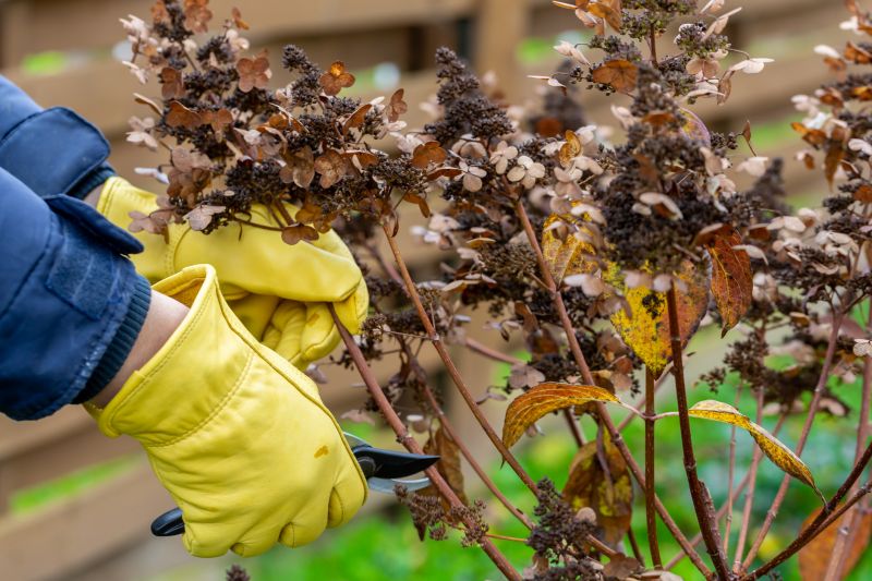Butterfly Bush Pruning in Ventura County, CA