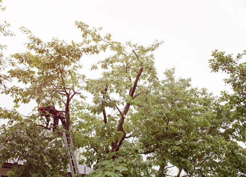 Commercial Tree Trimming in Montgomery County, PA