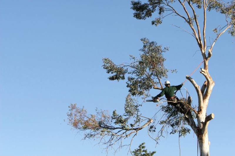 Commercial Tree Trimming in Bucks County, PA