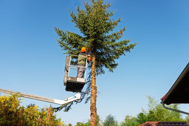 Commercial Tree Trimming in San Jose, CA
