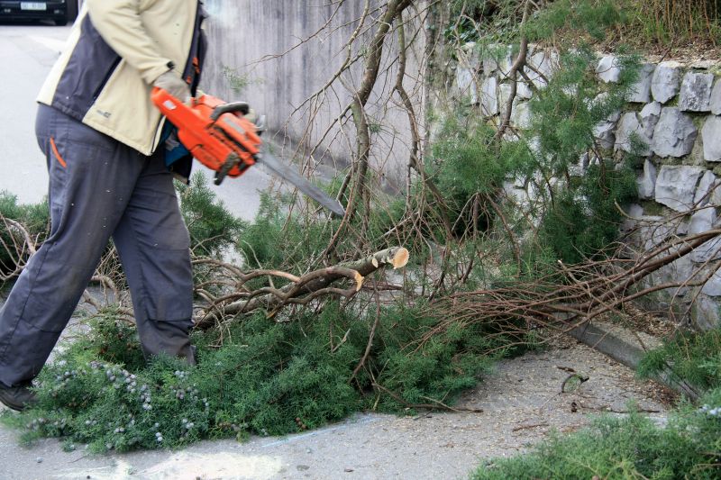 Cypress Tree Removal in San Jose, CA