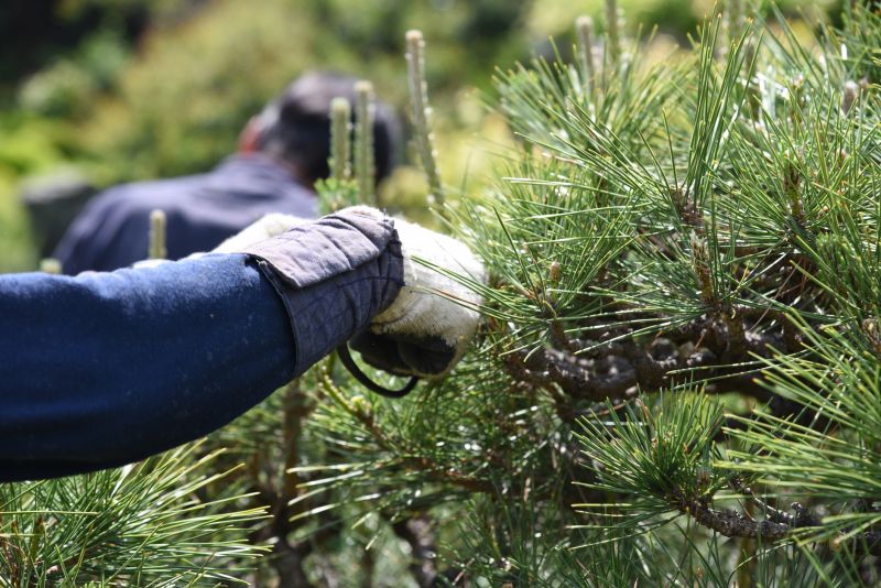 Cypress Tree Trimming in Doylestown, PA