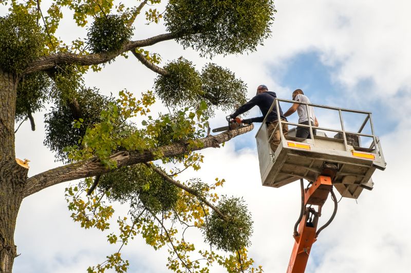 Cypress Tree Trimming in Allentown, PA