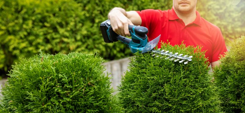 Cypress Tree Trimming in Allentown, PA