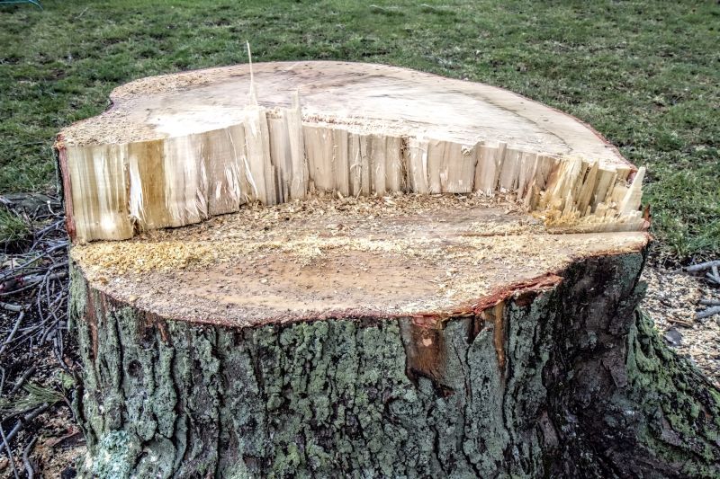 Dead Tree Removal in Aiken, SC