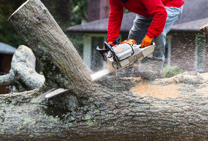 Deadwood Removal in Pottstown, PA