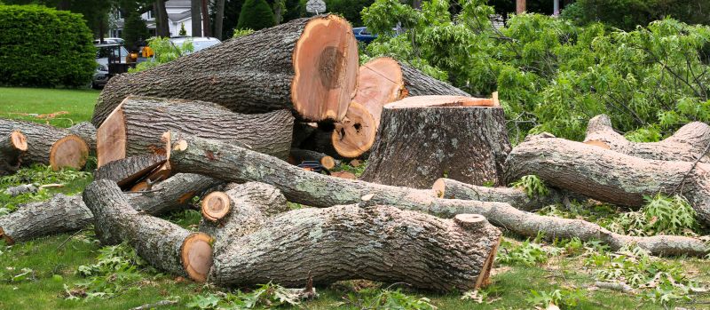 Elm Tree Removal in Reno, NV