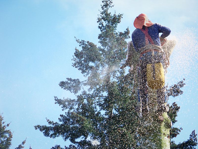 Emergency Tree Removal in San Jose, CA