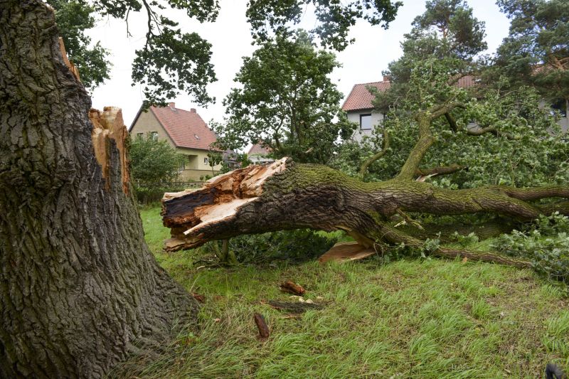 Fallen Tree Removal in Allentown, PA