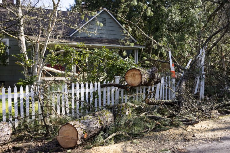 Fallen Tree Removal in Reno, NV