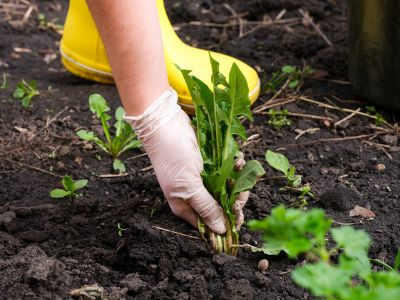 Garden Deweeding in Ventura County, CA