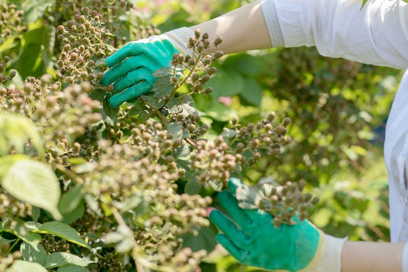 Honeysuckle Trimming in Honolulu, HI