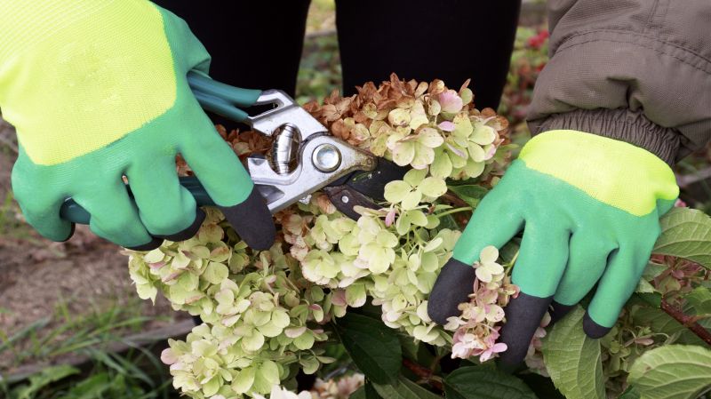 Hydrangea Pruning in Aiken, SC