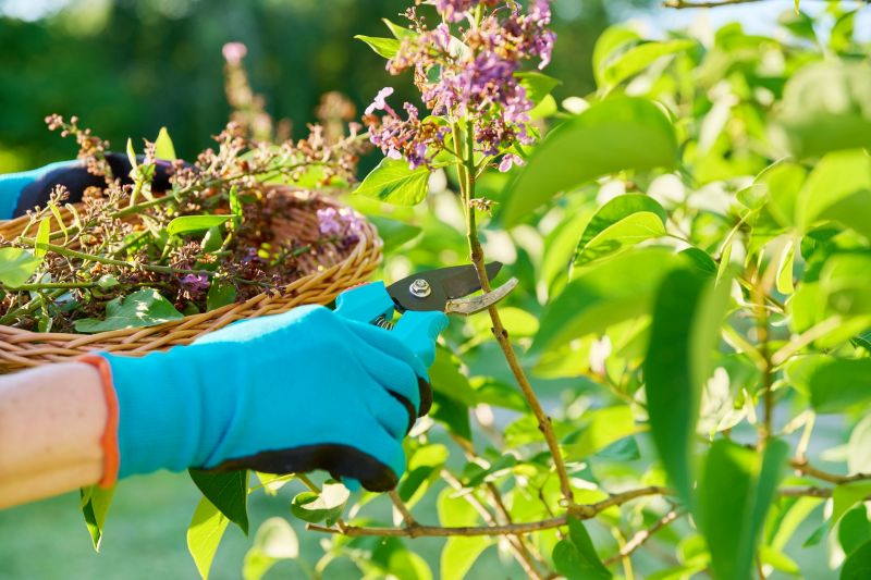 Hydrangea Pruning in Aiken, SC