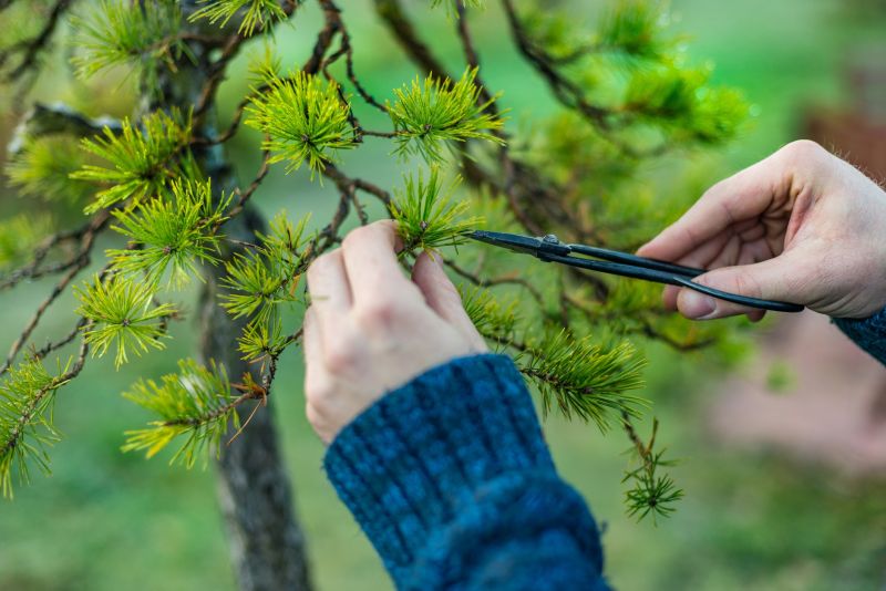 Japanese Maple Pruning in Pottstown, PA