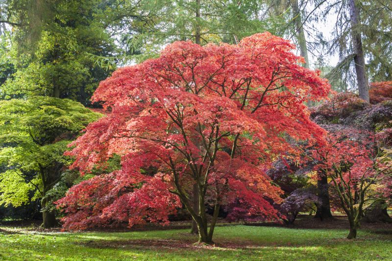 Japanese Maple Pruning in Allentown, PA