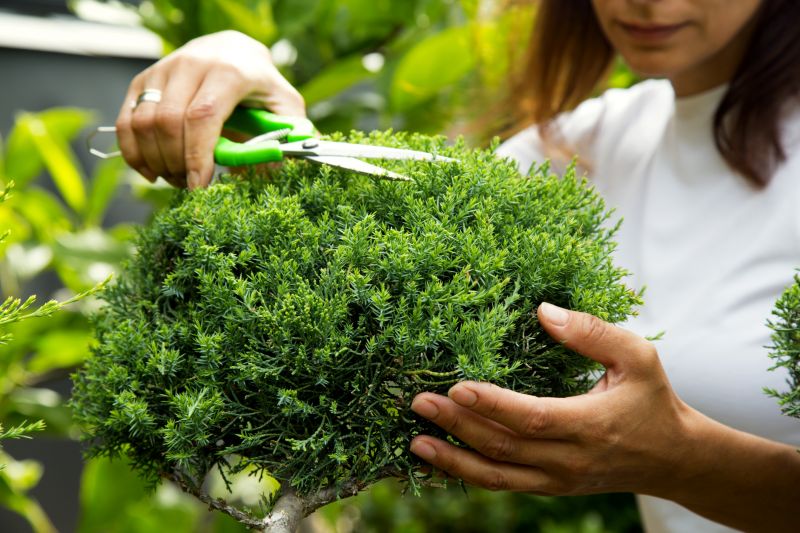 Juniper Pruning in Aiken, SC