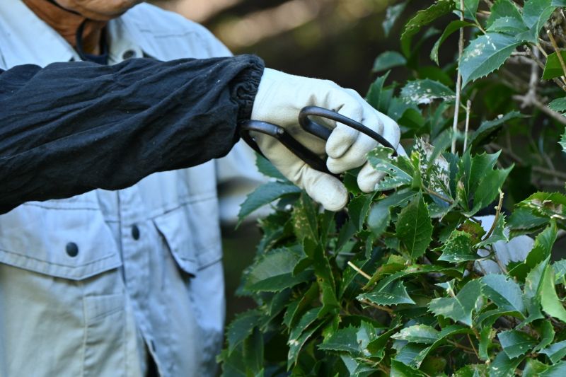 Juniper Pruning in Rockwall, TX