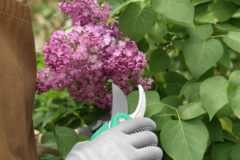 Lilac Trimming Service in Aiken, SC