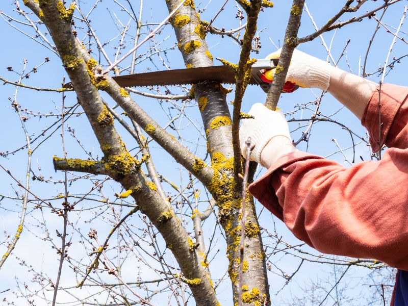 Limb Pruning in Allentown, PA