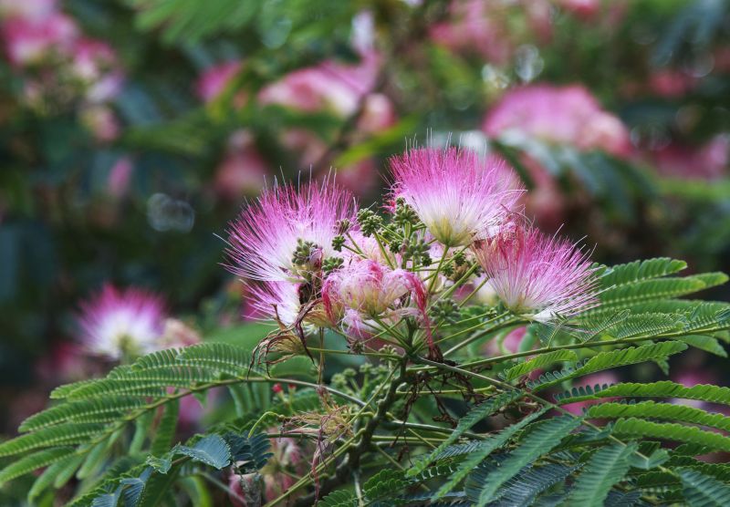 Mimosa Tree Removal in San Jose, CA