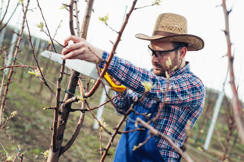 Oak Tree Pruning in San Jose, CA