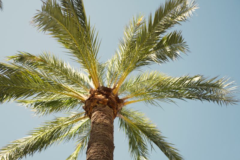 Palm Tree Removal in San Jose, CA