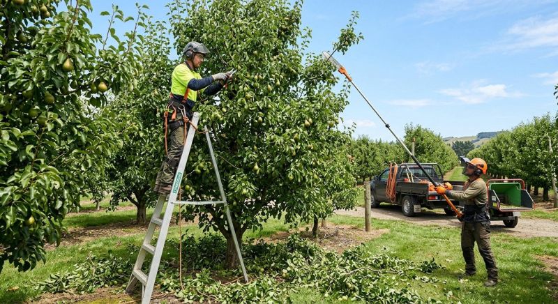Peach Tree Pruning in San Jose, CA
