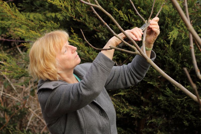 Peach Tree Pruning in San Jose, CA