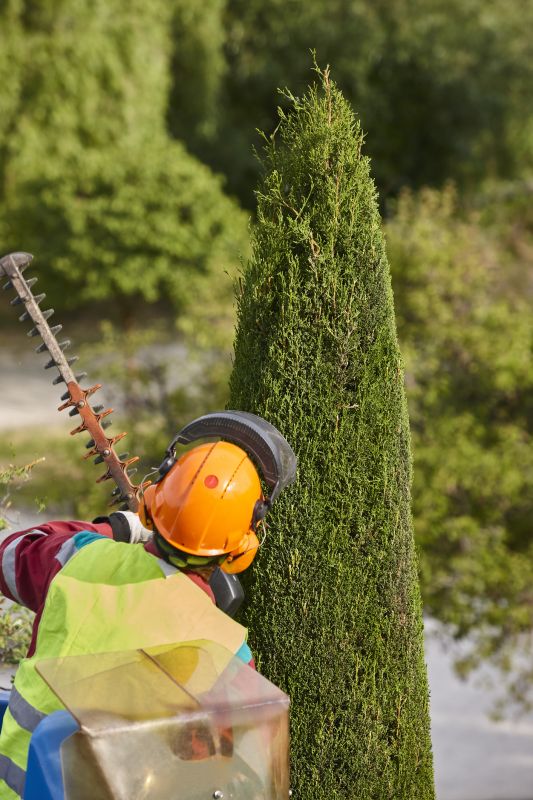 Pine Tree Trimming in Allentown, PA