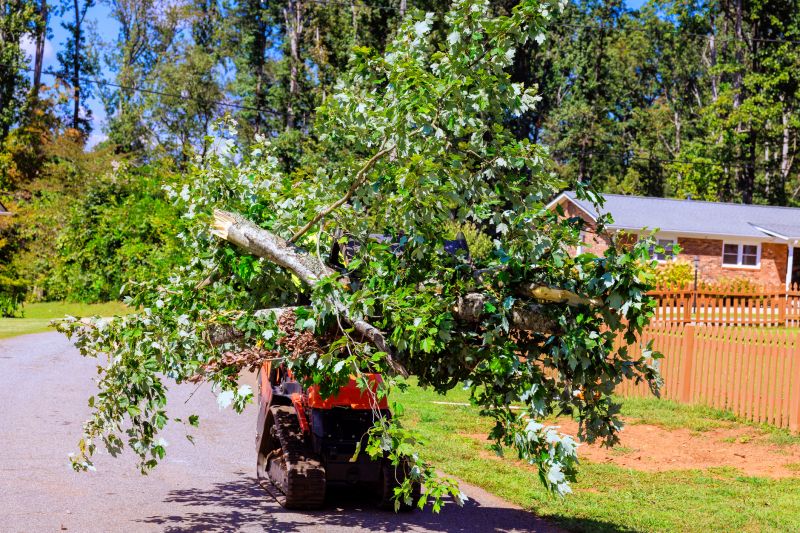 Residential Tree Service in Montgomery County, PA