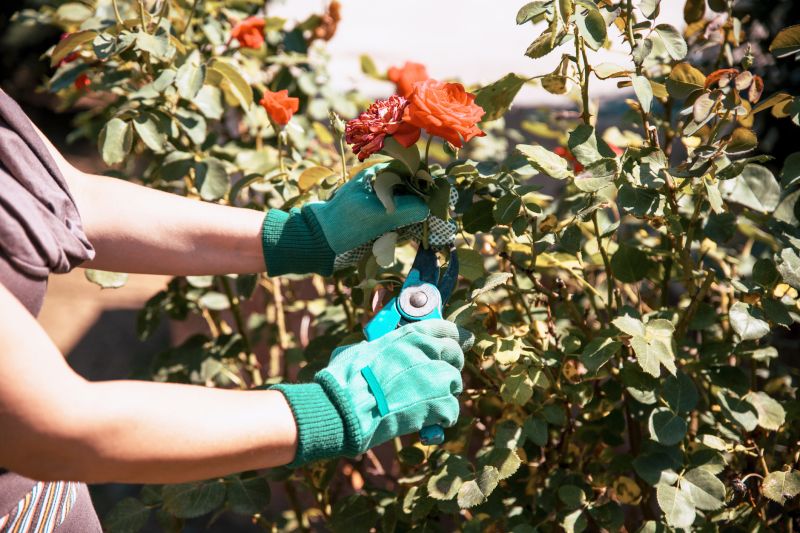 Rhododendron Pruning in Honolulu, HI